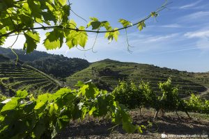 Viticulture and landscape
