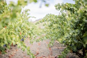Read more about the article Harvest 2022: thus we end a challenging year for the vines