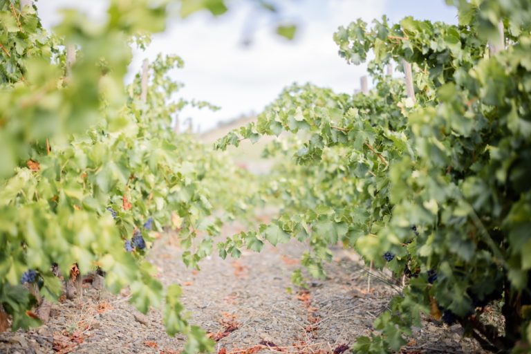 Lee más sobre el artículo Verema 2022: culmina un any de superació per la vinya