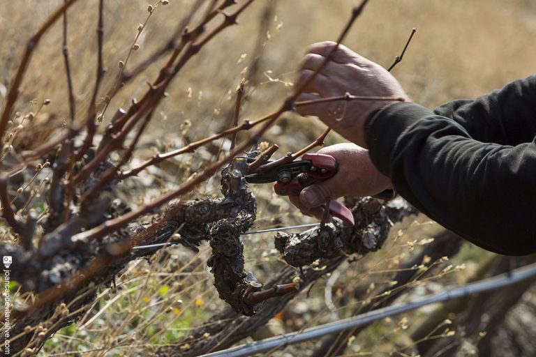 Read more about the article January: time to prune our vines