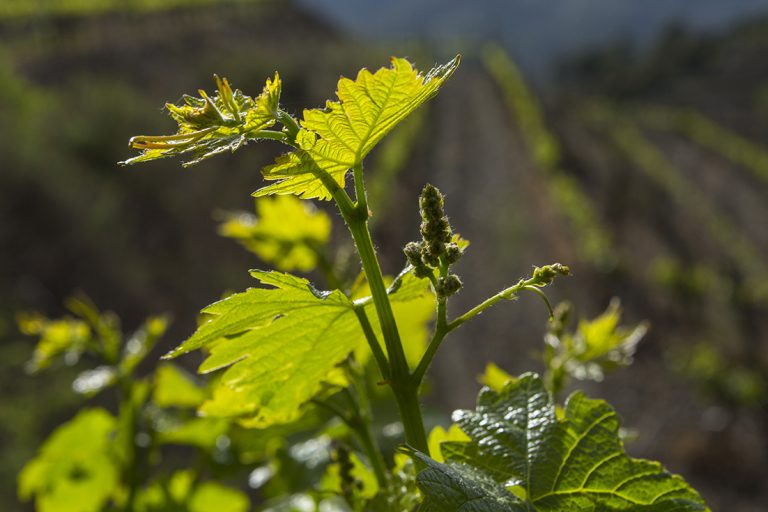 Read more about the article Flowering of the vines