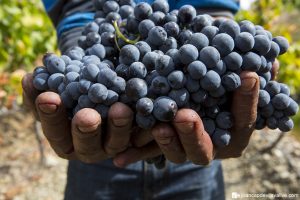 Read more about the article “The Harvest is the Deepest Heartbeat of Our Winery”