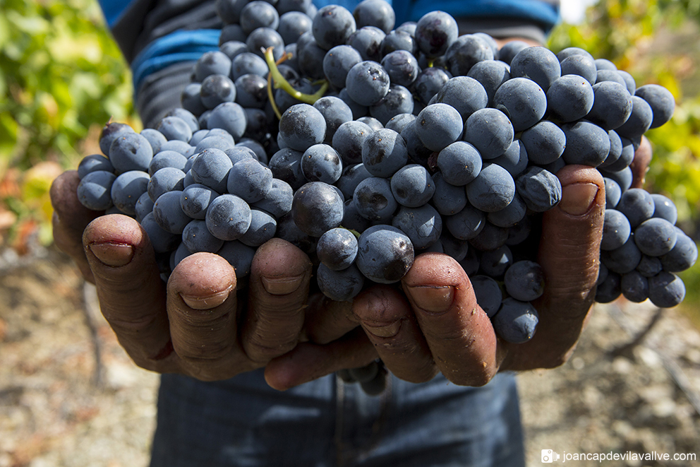 You are currently viewing “The Harvest is the Deepest Heartbeat of Our Winery”