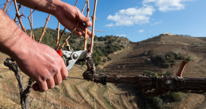 Lee más sobre el artículo El tiempo de la poda: cuando el Priorat decide su próximo latido