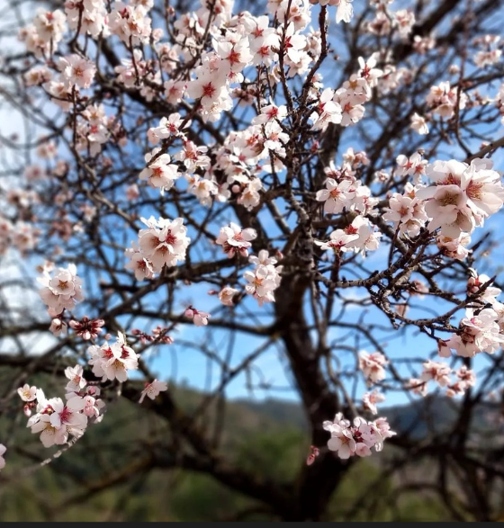 Lee más sobre el artículo ALMENDRO EN FLOR