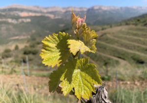 Read more about the article La primavera no arriba de cop al Priorat.     S’insinua.